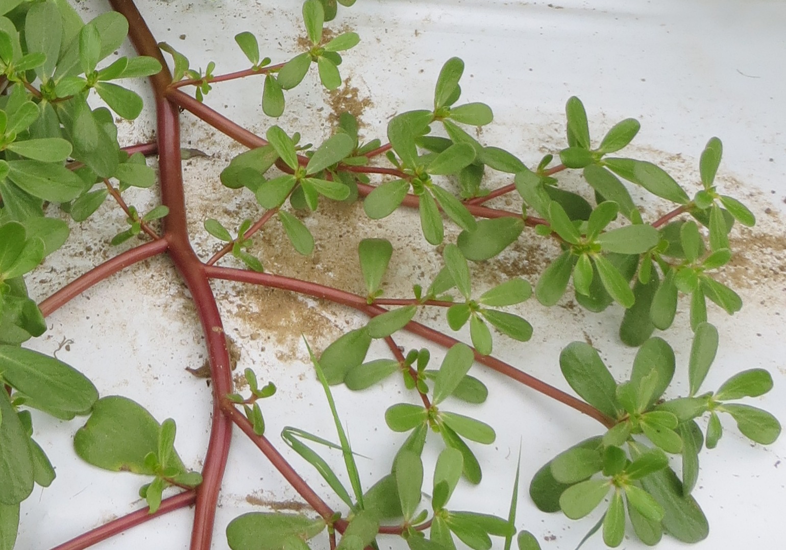 The round branching pinkish-maroon stems of a purslane plant sprawl across a sheet of white plastic sprinkled with grains of dirt, its thick green teardrop leaves in whorls like little palm trees at the tips