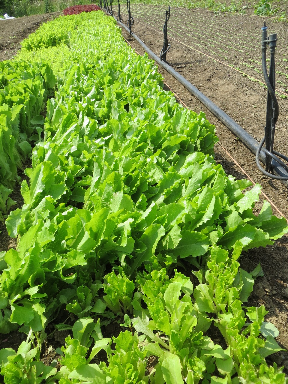 Looking down a bed of baby lettuce from about a foot off the ground. Some of the nearest variety (romaine) has beet cut off. A row of 15-inch stakes with micro-sprinklers line the path in the background, and on the other side of that is a mostly-bare bed with little green lines of tiny plants.