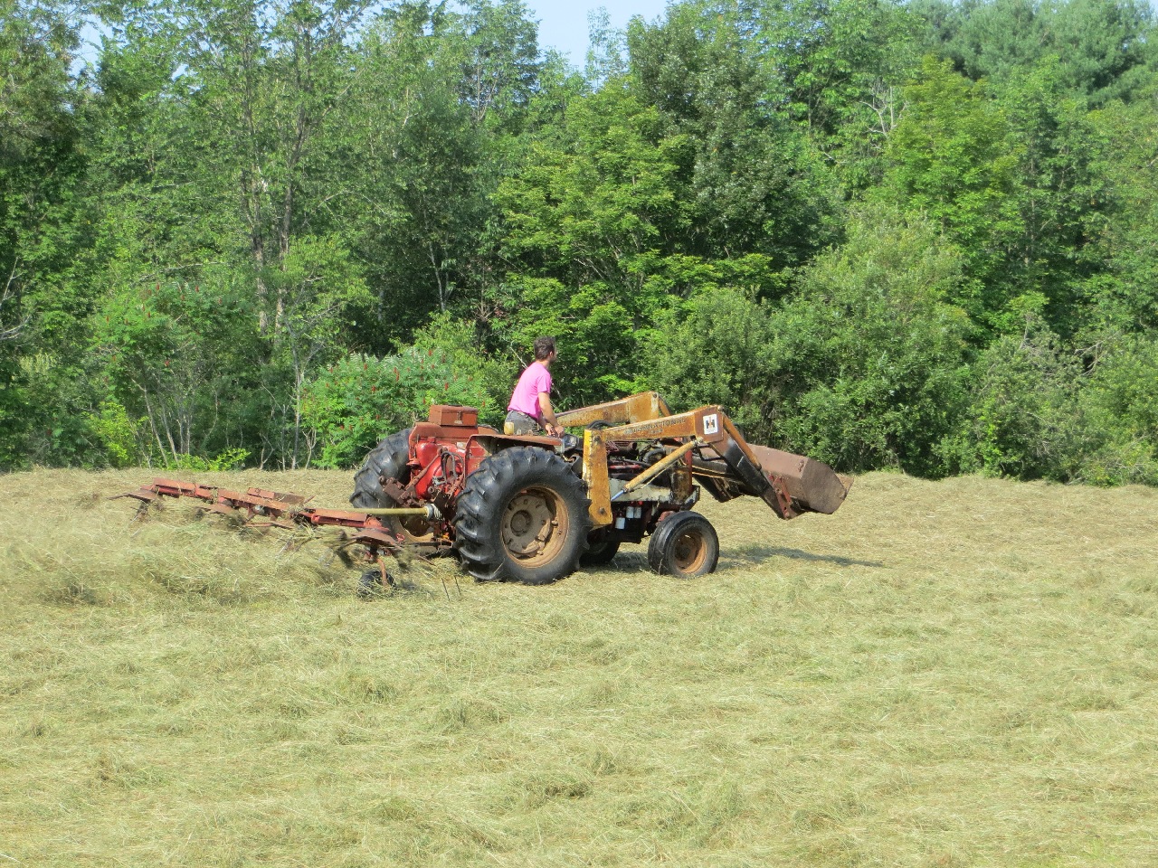 A man in a bright pink shirt is driving an ancient tractor with a loader bucket on the front. He's standing and peering forward. Behind the tractor is a device with a bunch of spinning rake wheels throwing cut grass everywhere to spread it out.