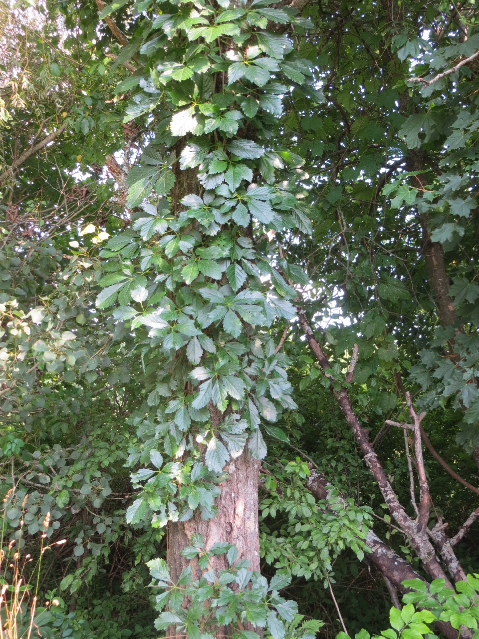 A tree trunk perhaps a foot in diameter is festooned with glossy green leaves. The vine they're growing on is almost invisible against the bark. The whole background is a dense thicket of leaves, with a fallen dead branch from the tree leaning up into the brush.