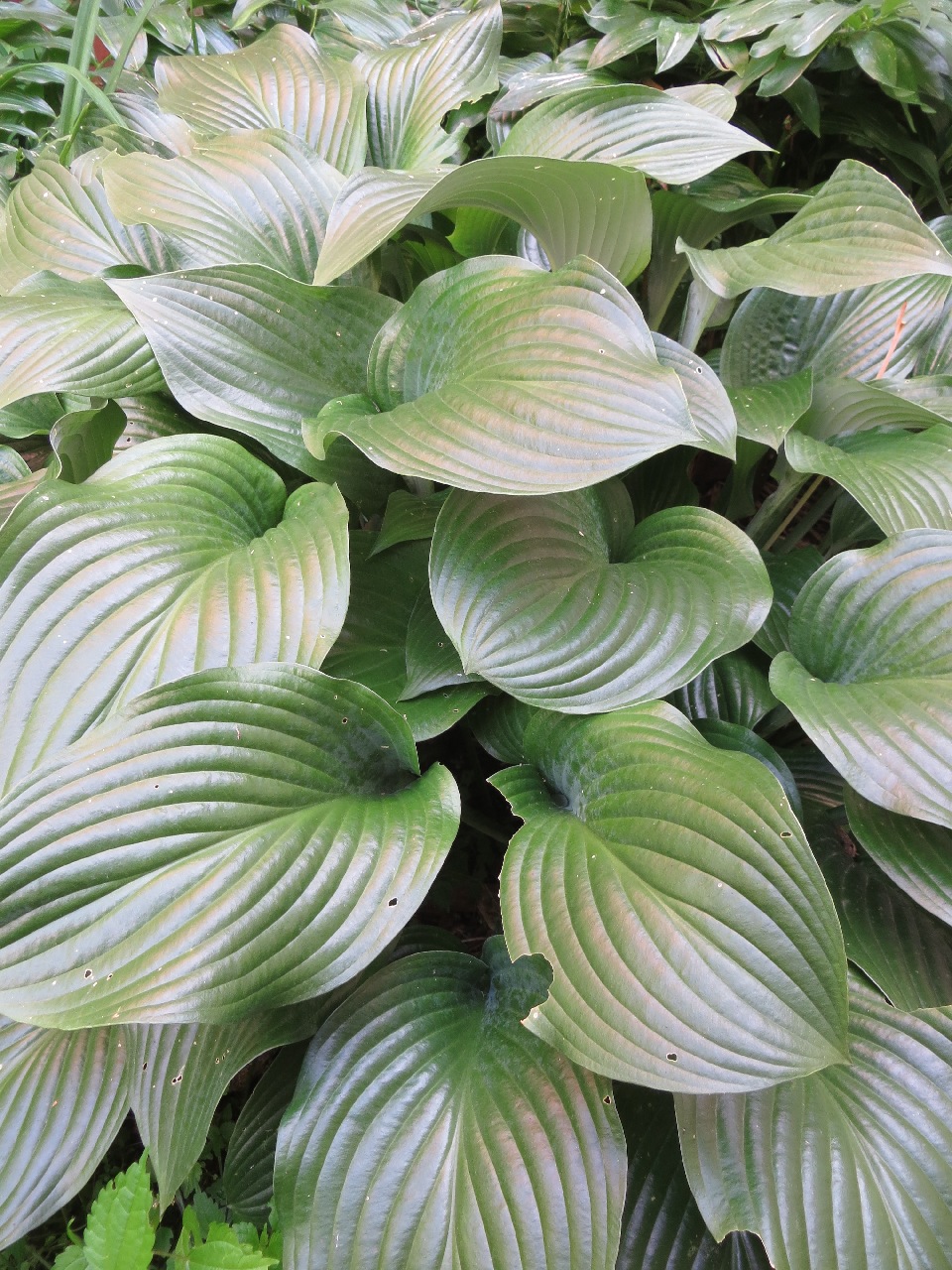 close up photo of a dark green hosta: ovate leaves bigger than your spread hand, the ribs of the veins curving back in to a point at the tip of the leaf. They're so shiny they almost look like plastic. A few leaves have been nibbled around the edges.