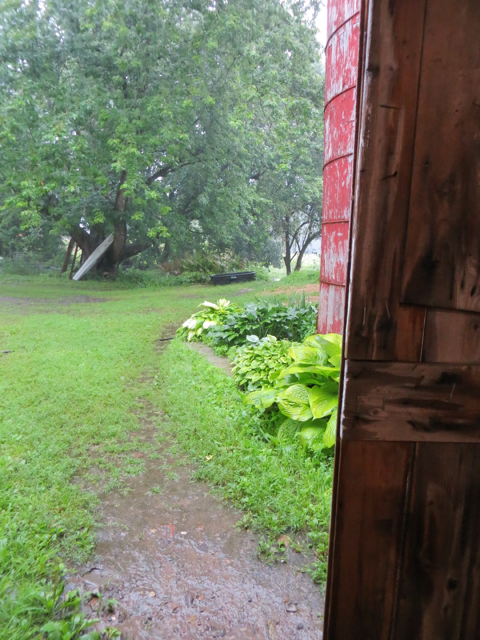looking out at a rain-soaked dirt/gravel footpath through scrubby green plants growing in the driveway. On the right you're looking past the shed door and a round red wooden silo with hostas at its base. Straight ahead is a giant branching silver maple.