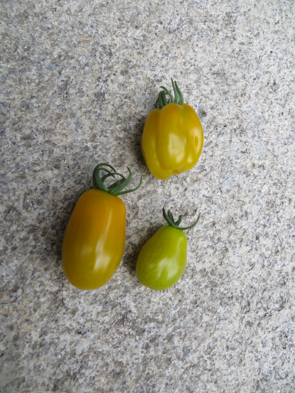 An agressively ridged yellow grape tomato on a granite slab. Below it are two more, the one to the left is larger and fairly blocky/rectangular, while the one to the right is smaller and almost pear-shaped.