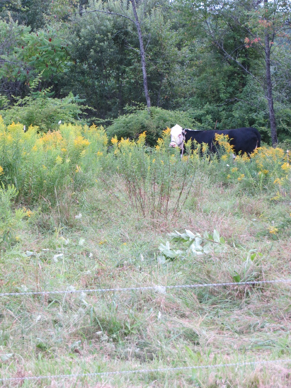 A white-and-black cow in a field overgrown with goldenrod. You can see the cows have been poking around eating the grass underneath the inedible weeds.