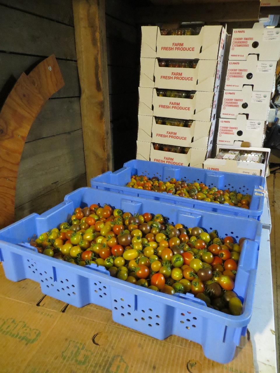 The interior of a rough wooden shed. Two blue plastic produce trays are mostly full of a variety of cherry and grape tomatoes in the foreground: behind that are stacks of white cardboard boxes holding plastic pint containers of more.
