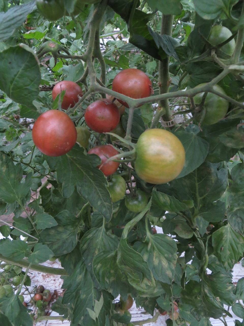 A close-up of a sprig of brownish cherry tomatoes against a backdrop of the vine's leaves. In the foreground a mostly green one is just starting to change color. Many of the leaves have light yellowish smudges on them, especially lower down.