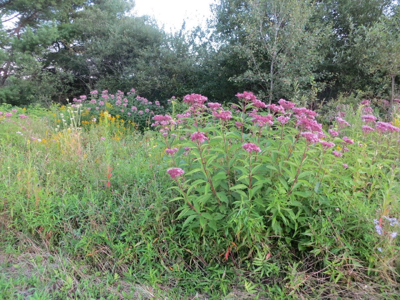 A 6-foot-tall stand of grass, goldenrod, queen Anne's lace, some purplish flowers I can't think of the name of right now, in front of a stand of brushy trees, including a white pine on the left and a baby beech (I think) in the middle.