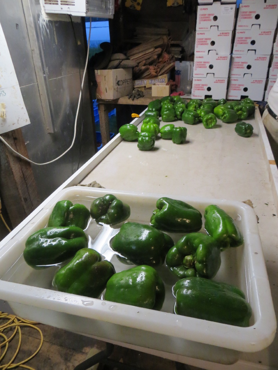 A table with a small tub of water on the near end, several peppers floating in it. On the far end of the table are clean peppers waiting to be packed into cases.