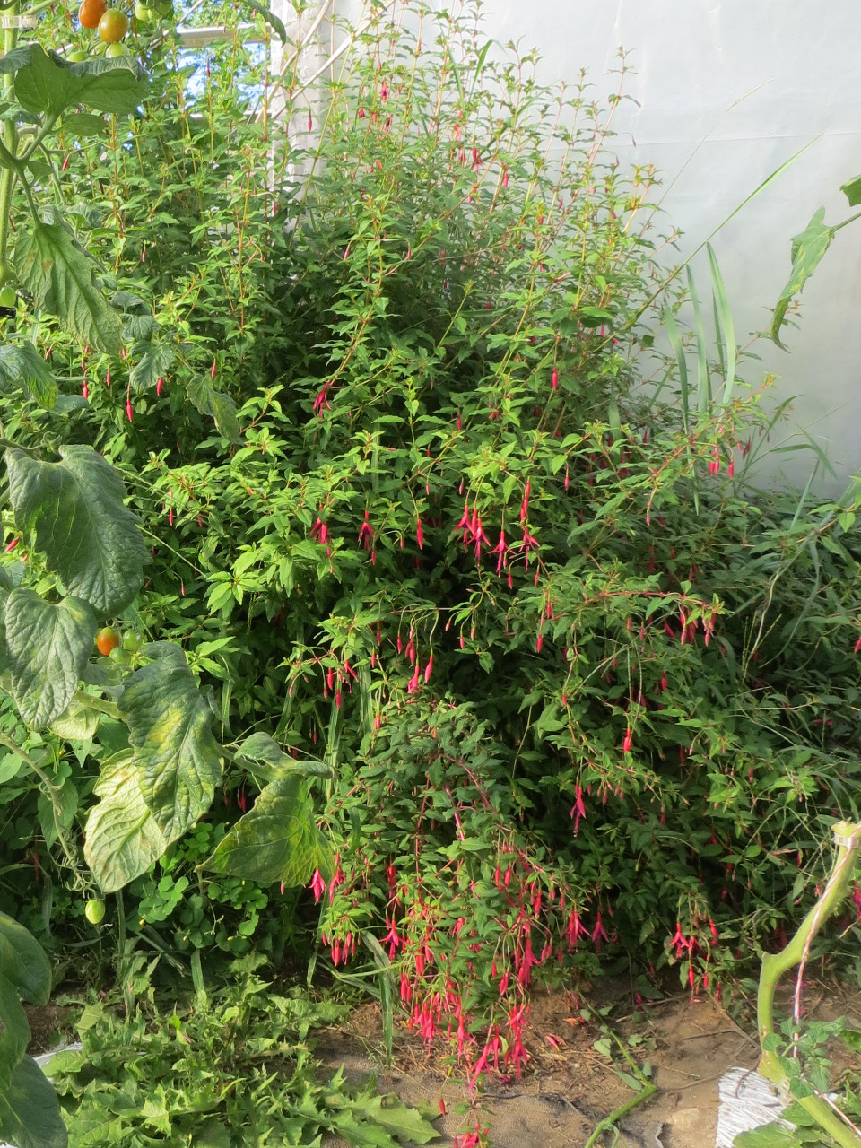 A waist-high plant: long thin arching stems with small leaves, bright magenta flowers dangle from some branches. It's inside a greenhouse, just against the end wall: you can see the open fins of the air vent in the top left corner. A cherry tomato vine hangs along the left edge of the photo