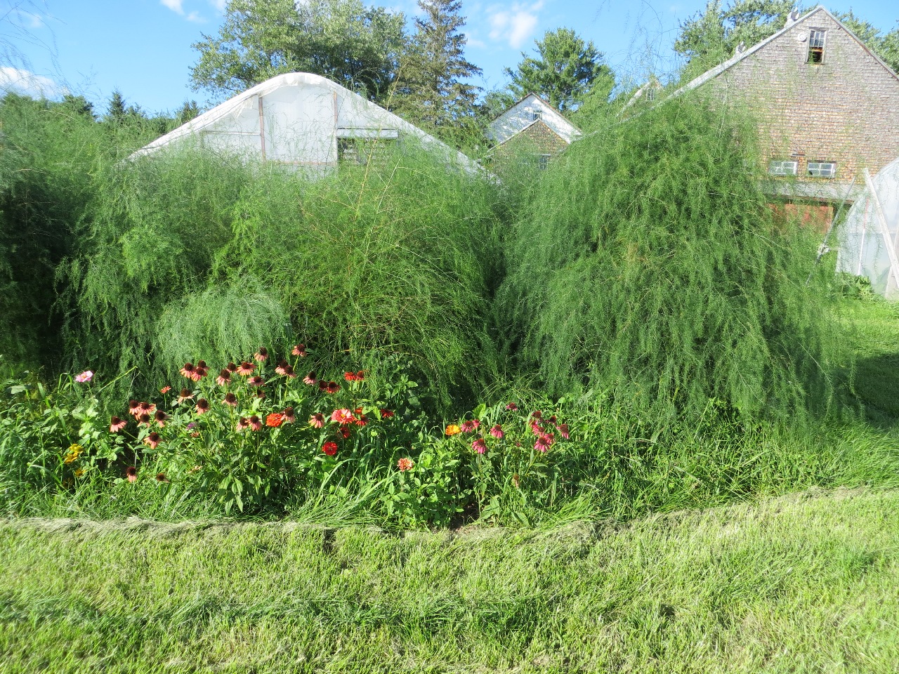 Asparagus in the off-season: a seven-foot-tall mass of feathery green fronds. In front, clusters of red and purple coneflowers. In the back you can see the peaks of a greenhouse, the barn, and the farmhouse.