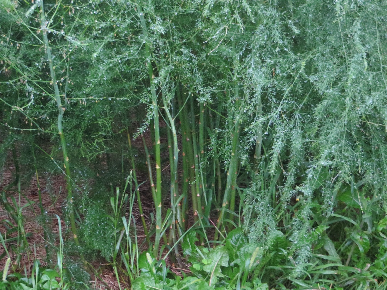 Tall green stems with the upward-pointing triangles like you see on asparagus when you eat it, with feathery fronds hanging down loaded with water droplets from the rain.