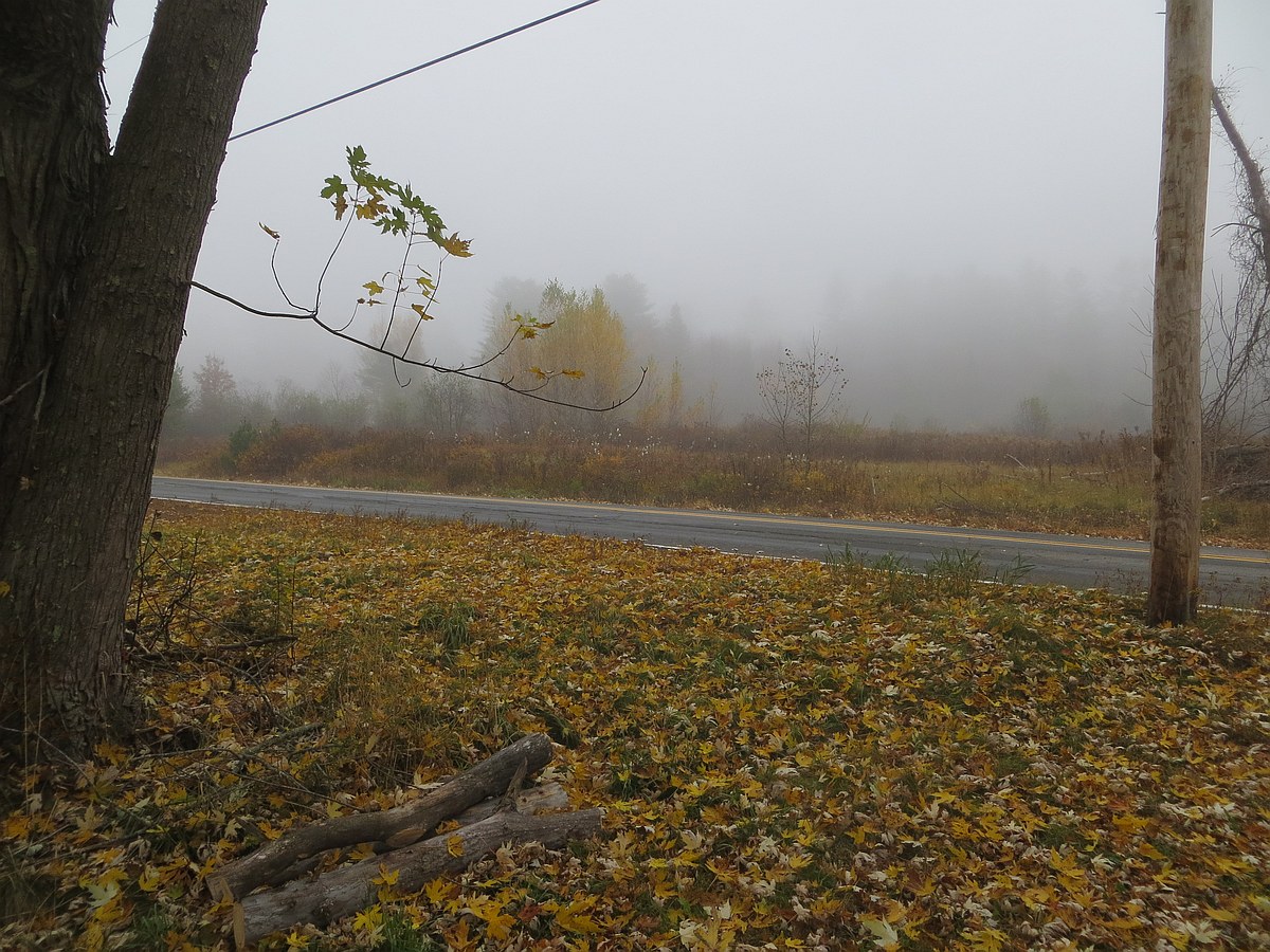 a landscape fading into the fog: framed on the left by part of a
giant maple trunk, and on the right by a telephone pole, looking
across a lawn completely covered in yellow maple leaves, across a
small road at grass and weeds and increasingly faded
treelines. A lone twig of a branch reaches way out from the maple
trunk, with vertical sprays of still-mostly-green leaves